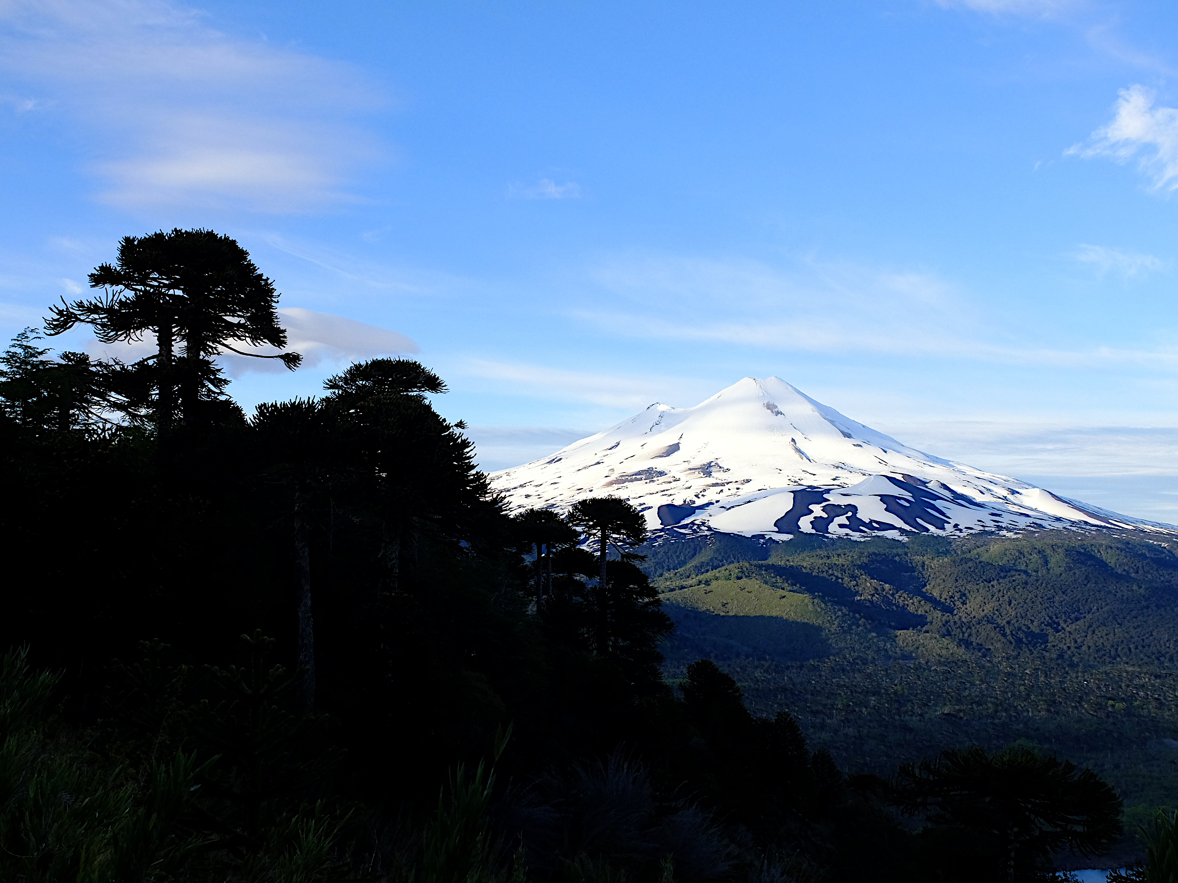 Andean volcano climbing and Monkey Puzzle forests